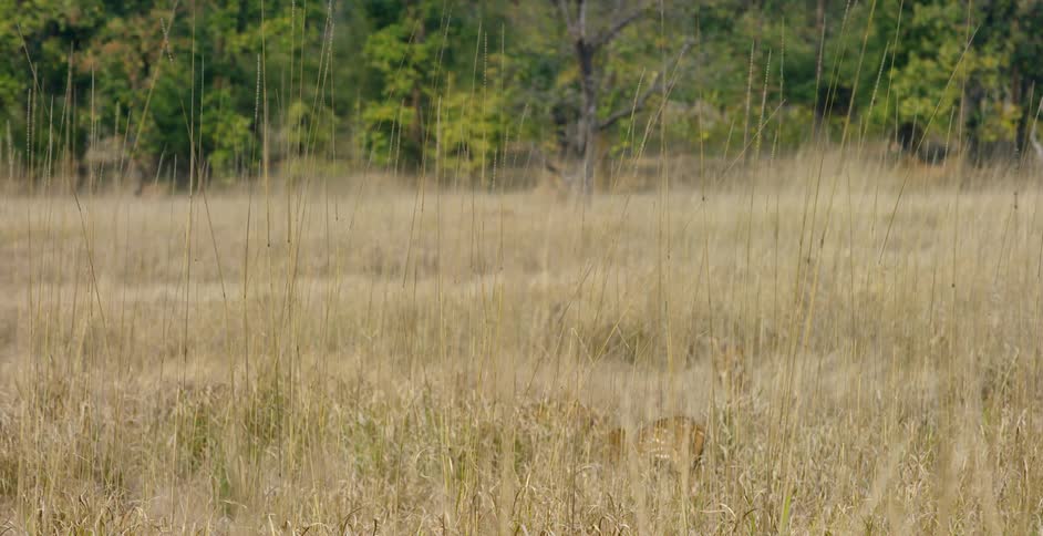 Deer travelling through a field of tall grass