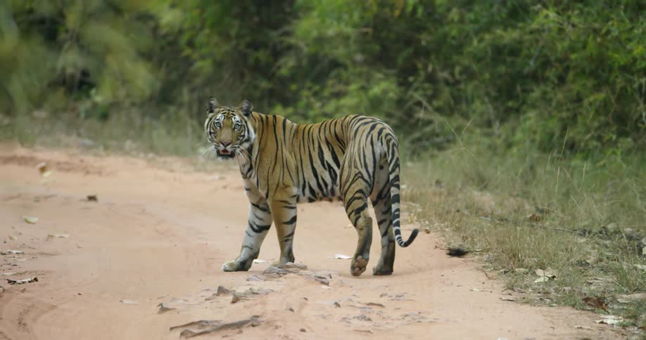 A tiger is walking before it turns around