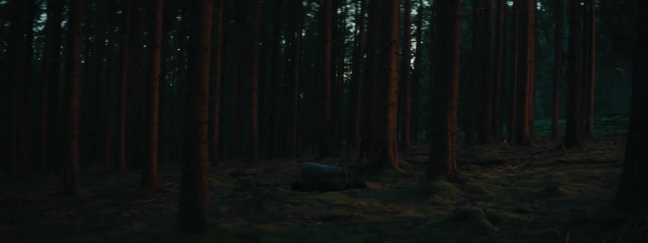 Trees in a forest at night