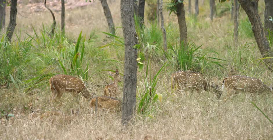 Deer grazing among trees