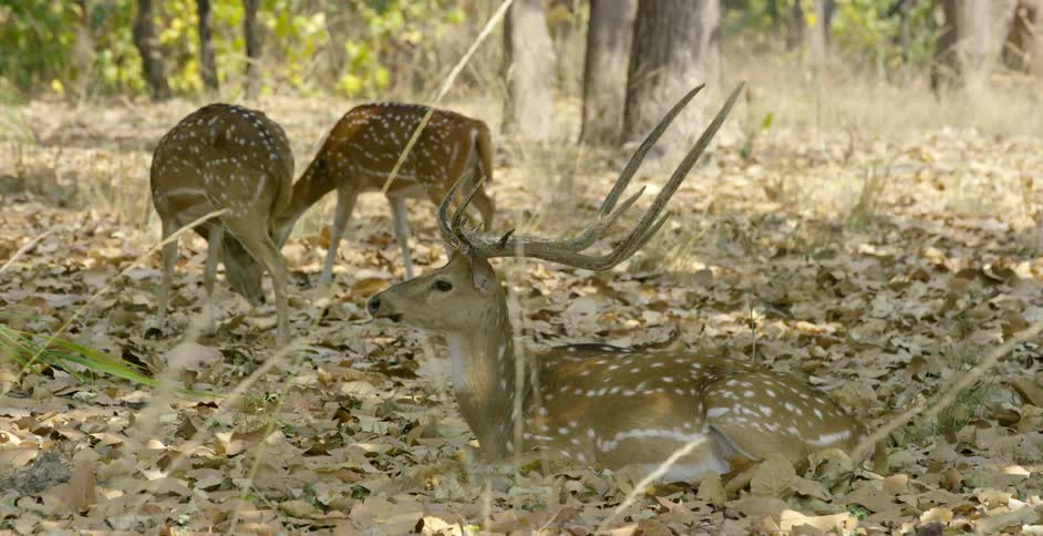 A deer with large horns lays down in leaves as two others stand behind
