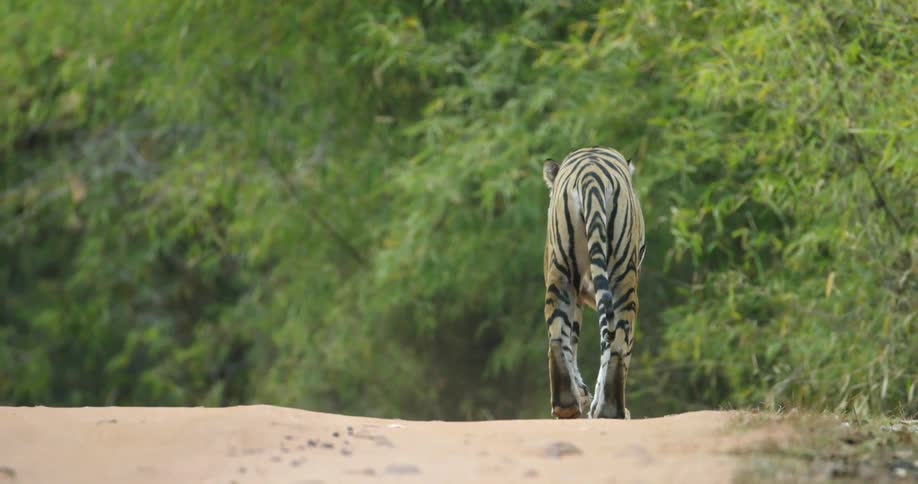 A tiger prowls through the safari