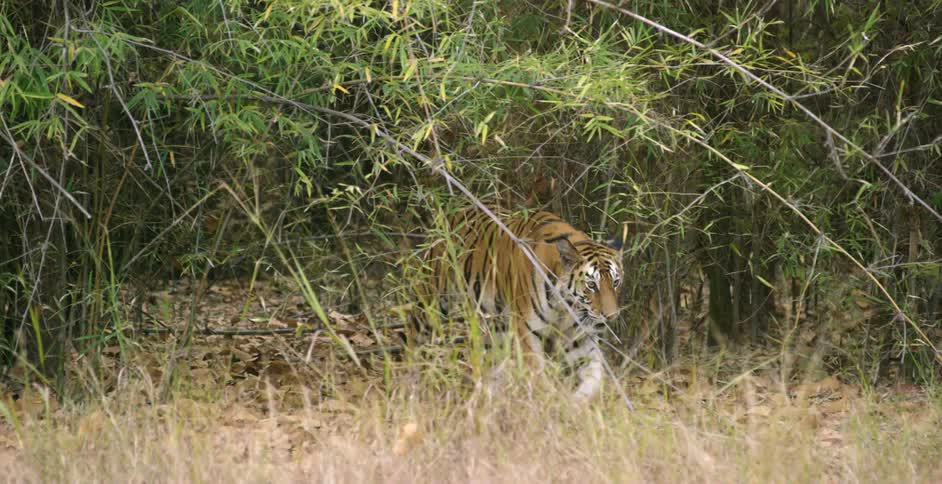 A tiger walks in some deep grass