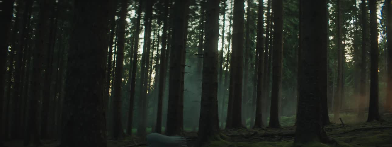 Trees are displayed in a forest