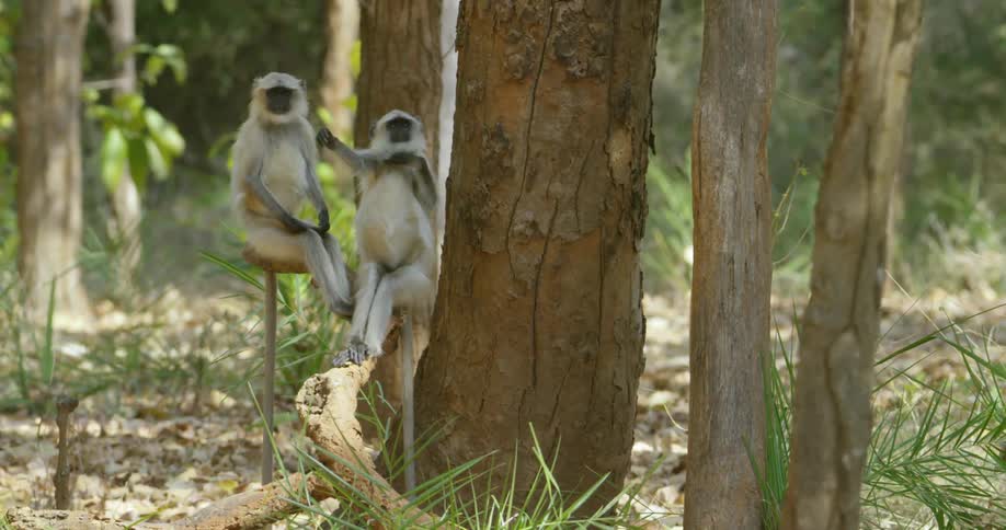 Monkeys sitting on a fallen tree limb