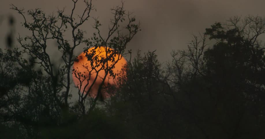 The sun is setting behind these trees