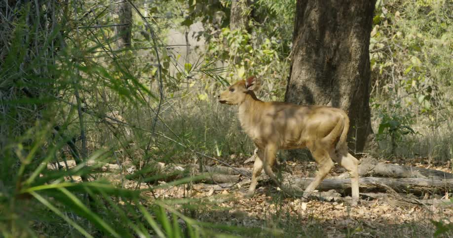 A deer walking through woods