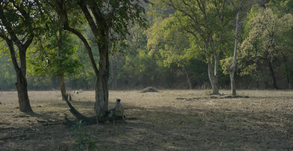 Monkeys are all over this field with trees on it
