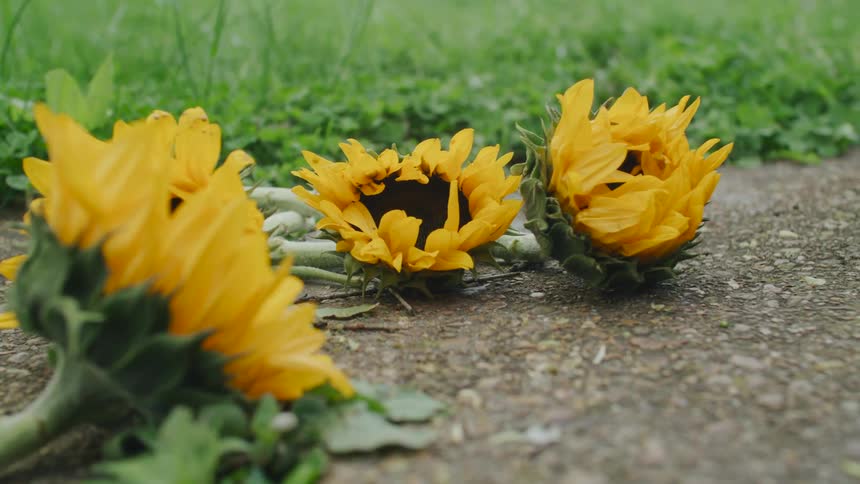 Sunflowers are laying on the walkway near grass