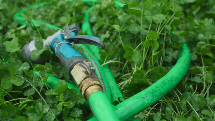 A garden hose with sprayer nozzle lying in the green clover ground cover