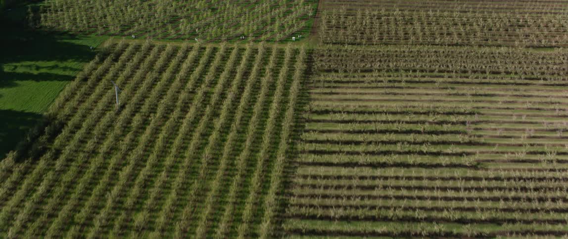 Aerial view of the fields of crops on a farm surrounded by pine tree forests