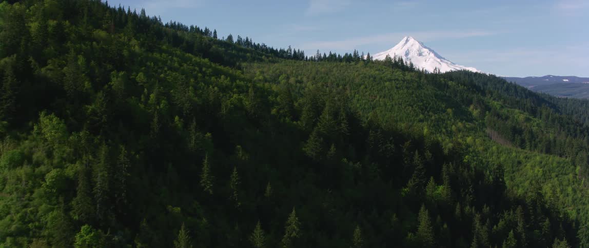 Snow covered mountain peak behind the gentle slopes covered in pine tree forests