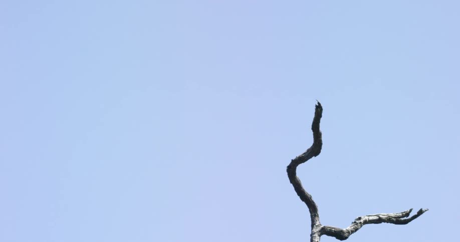 A vulture taking off from its perch