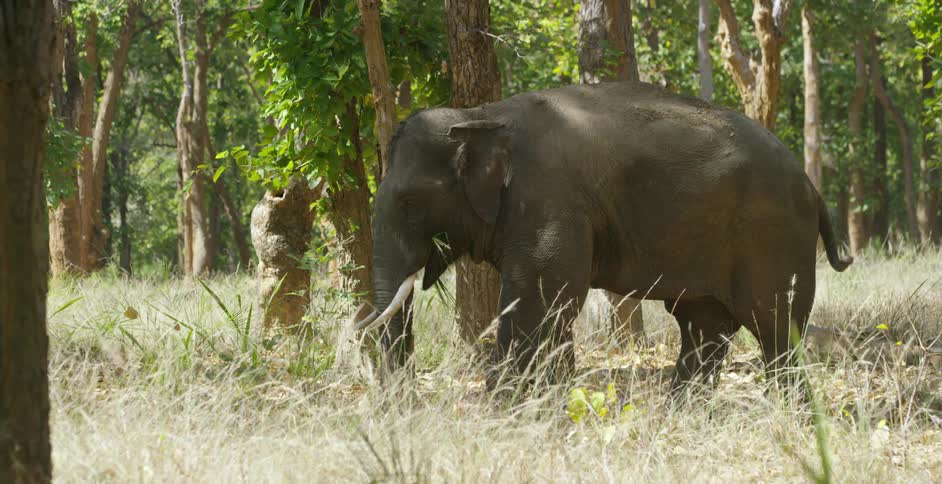 An elephant walking in front of trees
