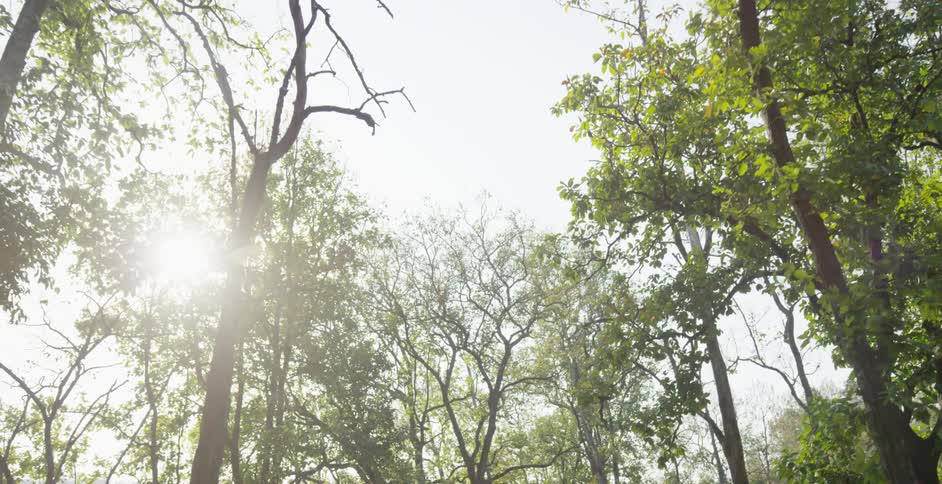 The sun shining through trees