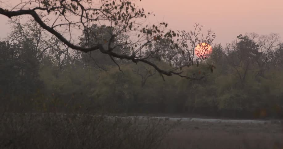 The sun setting behind trees