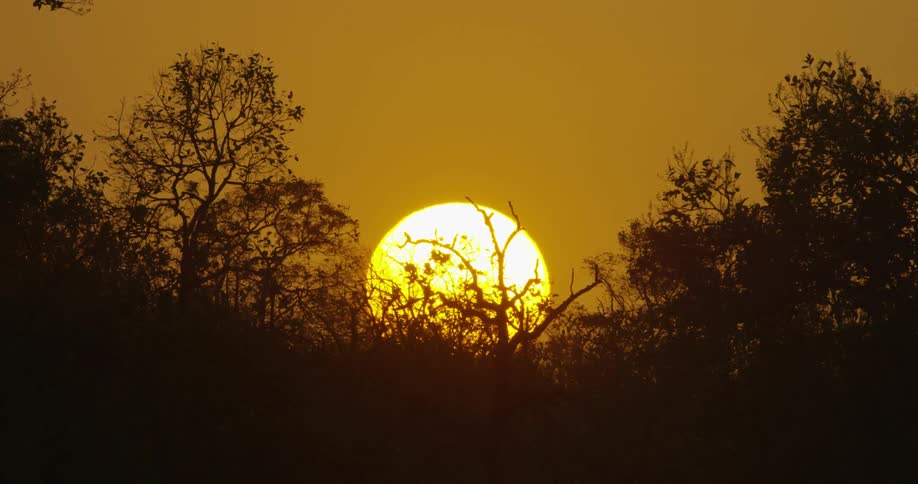 The sun sets over trees