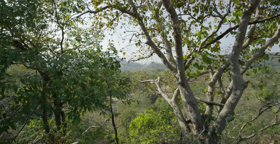 A mountain forest landscape
