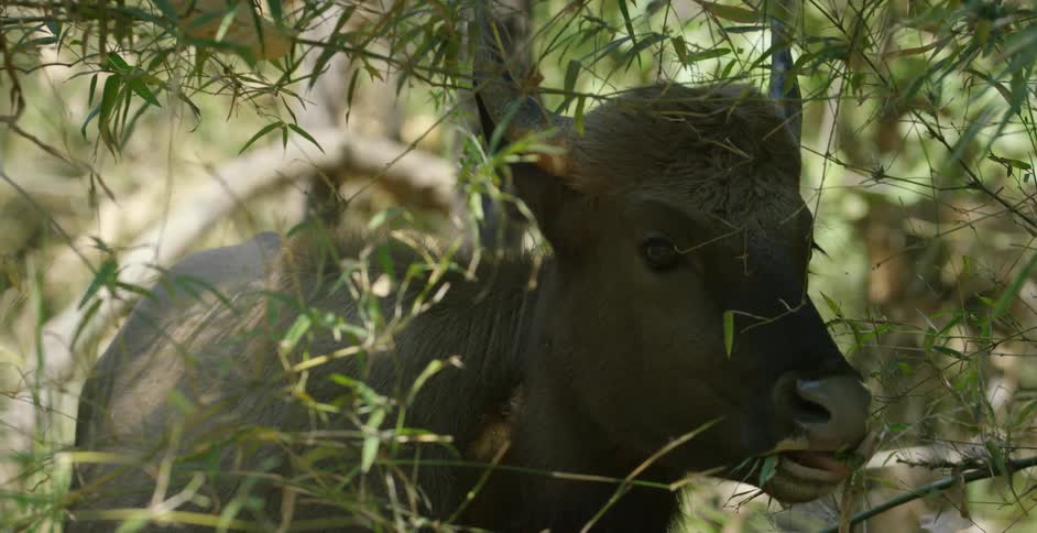 An animal is chewing on branches of a tree