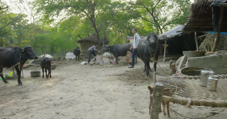 A woman sits by as a man walks past some animals