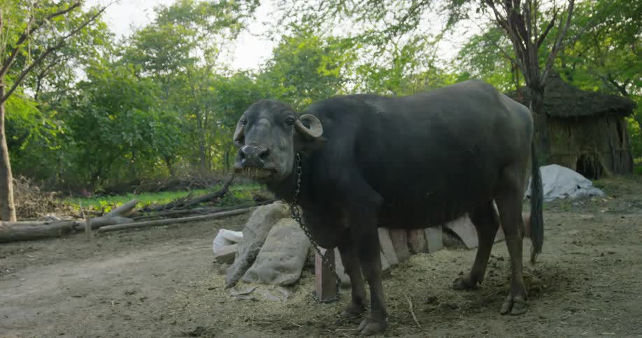 A water buffalo is chained up and standing in a village