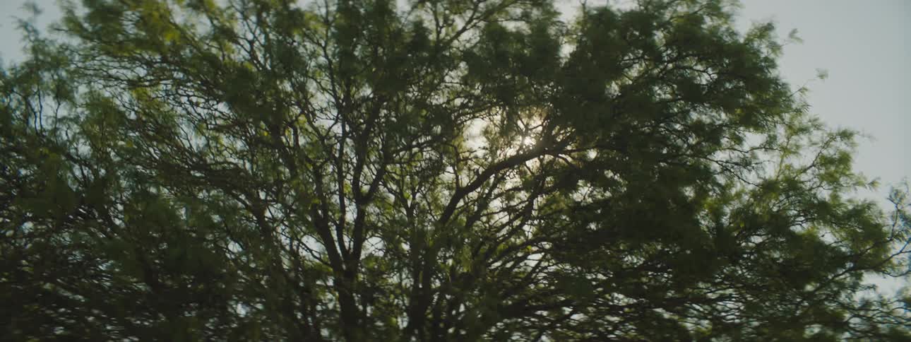 Sunlight shining through tree branches on a summer day