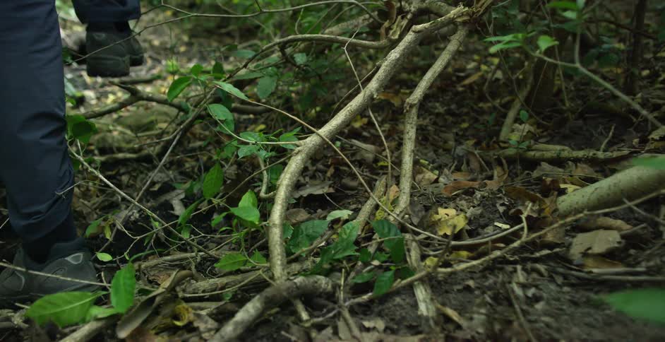 A person walks through a forest