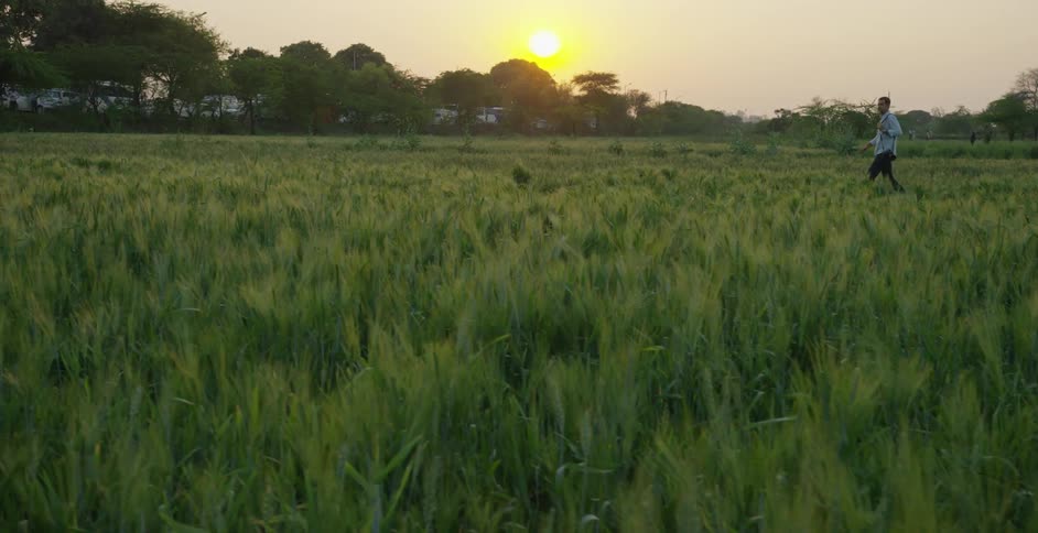 A man is walking in some tall green grass at sunset