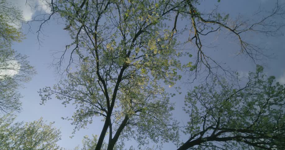 Branches on tall trees in the woods touch in the sky