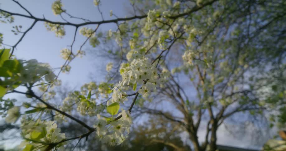 Small white flowers on the thing branches of a tree in the morning
