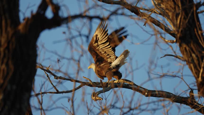 An eagle is sitting on a tree branch and flies away