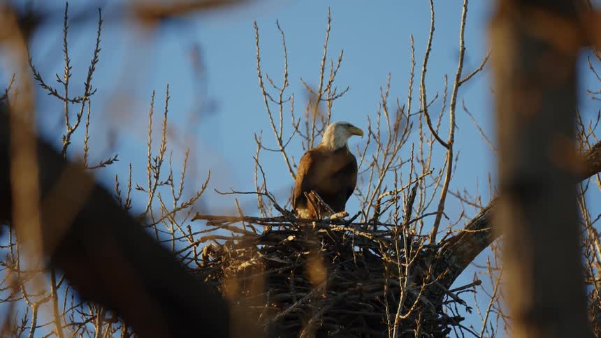 An eagle is sitting in its nest in a tree under a clear blue sky