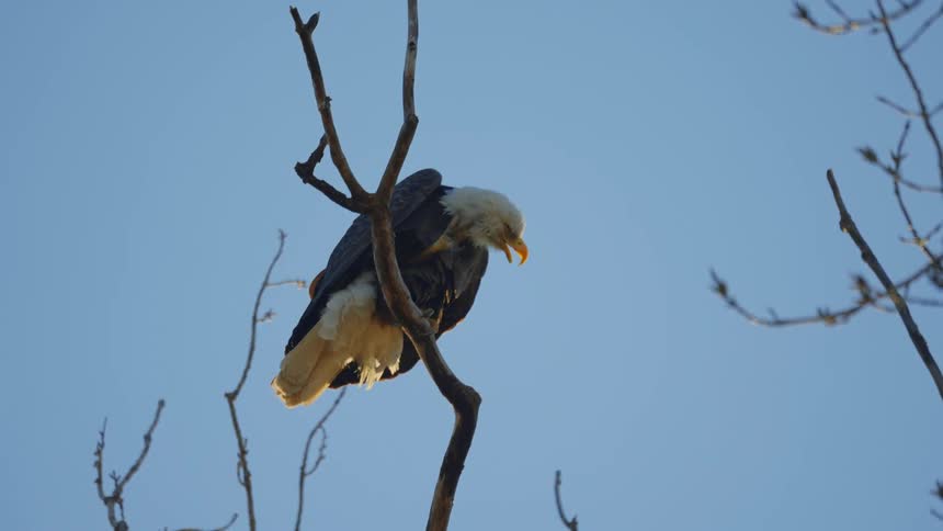 An eagle is sitting on a branch in a tree scratching its head under a clear blue sky