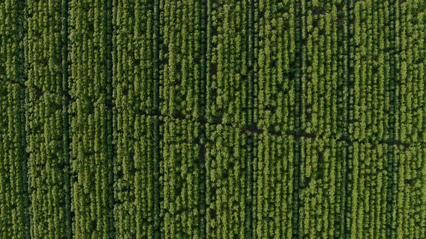 Top down traverse over beautiful rows of green crops