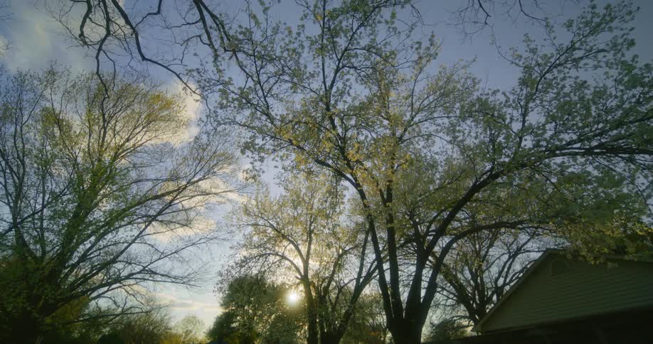 The sun shines on big trees around neighborhood houses