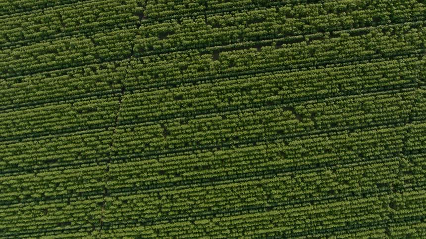 Subtle descending twist from high overhead a huge farm field to just above the rows of bright green plants