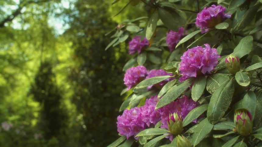 The sun shines on pink flowers near the woods