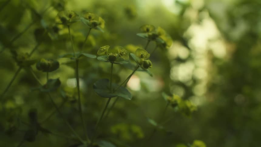Plants move in the breeze as the sun shines on trees in the distance