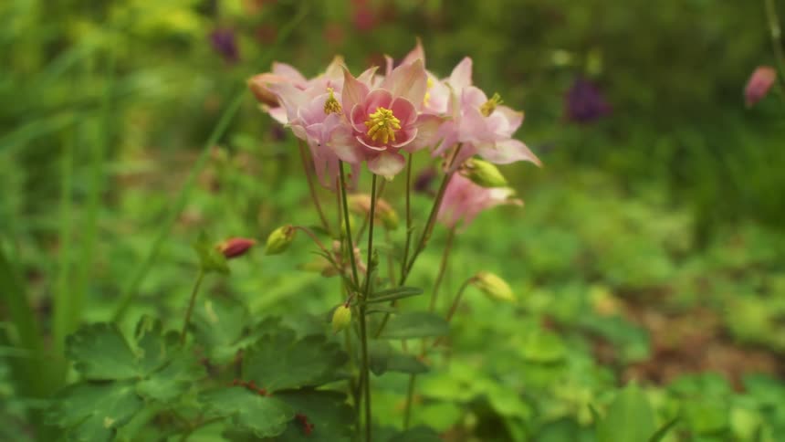 A pink flower is in the forest