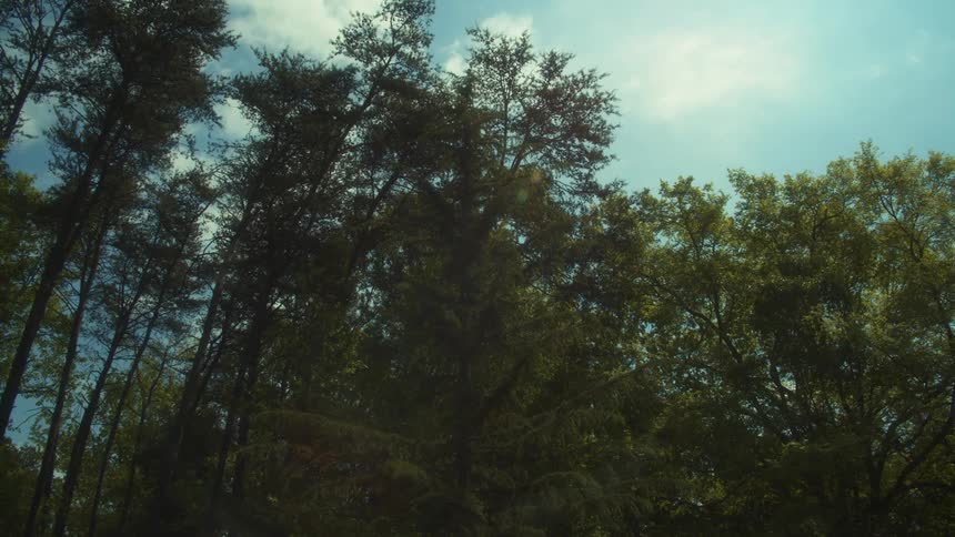 Trees in the woods stand tall in a cloudy blue sky