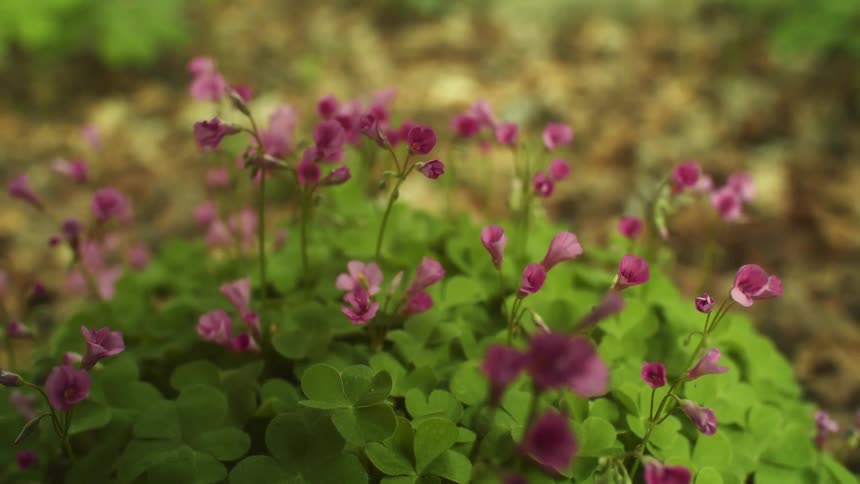 Delicate purple flowers sway in breeze over clump of clover on ground among fallen leaves