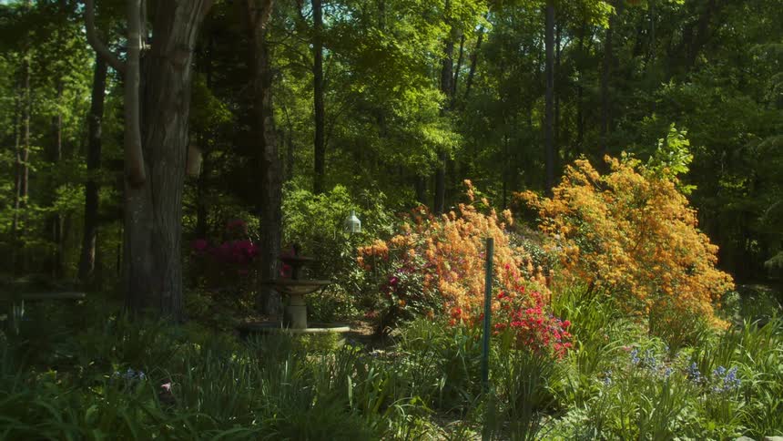 A view of plants and trees outdoors