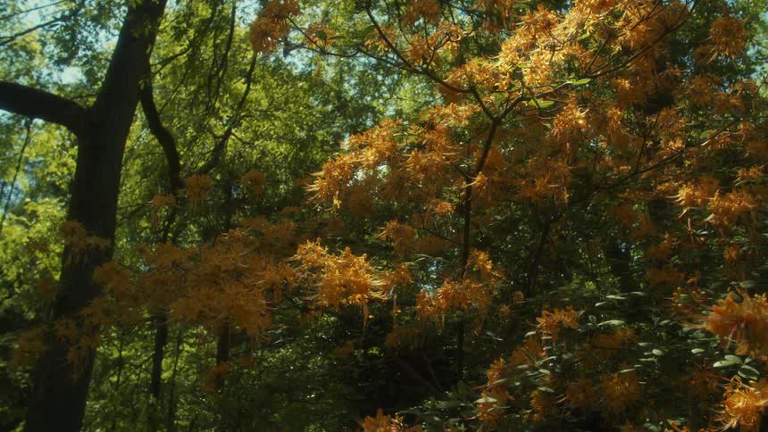 A bird flies from branch to branch in a forest