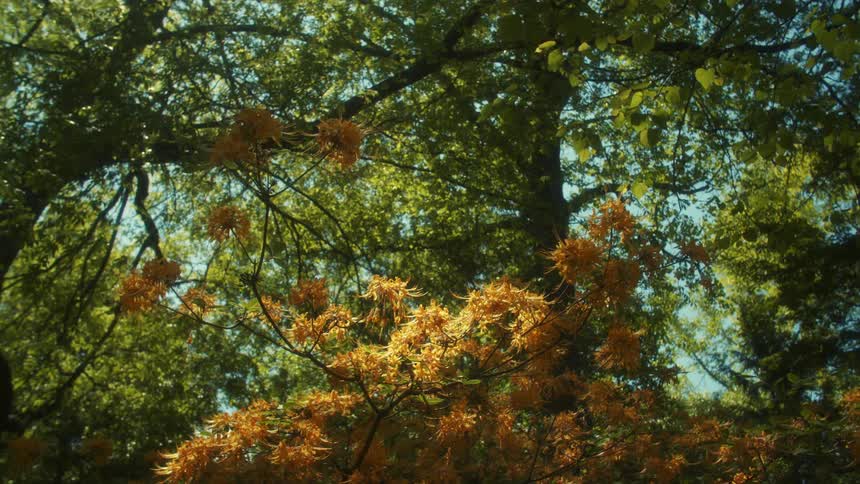 A bumble bee is flying around flowers on the edge of the forest as the leaves on trees move in the breeze