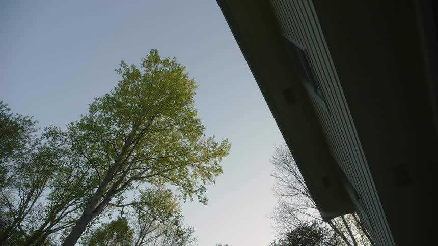 A tree is outside the house