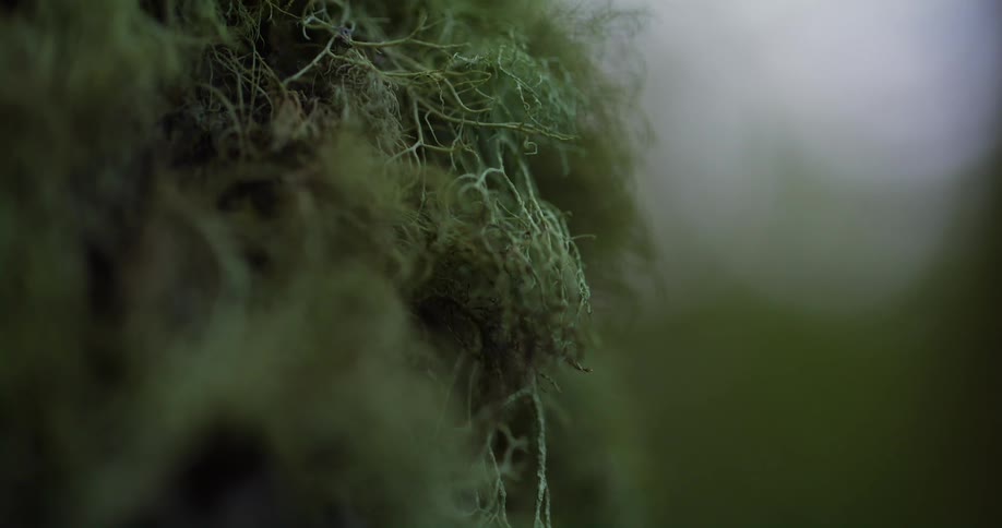 A closeup of shot reveals a fibrous layer of moss that is growing atop a surface