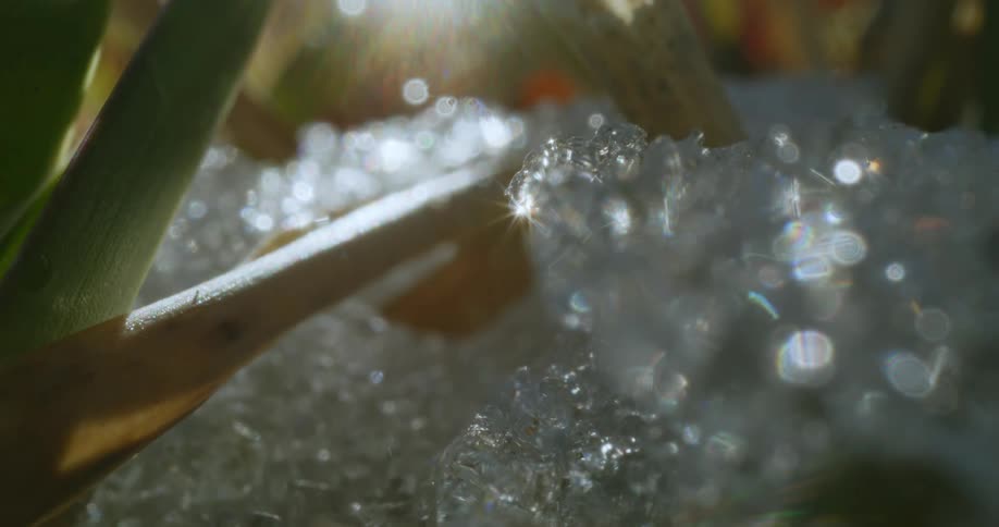 Ice crystals melting on a plant