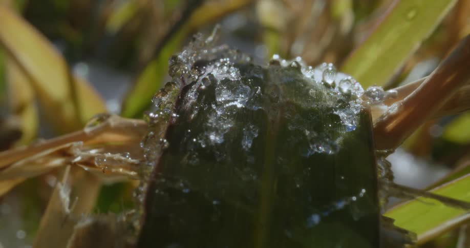 Ice melting on a leaf