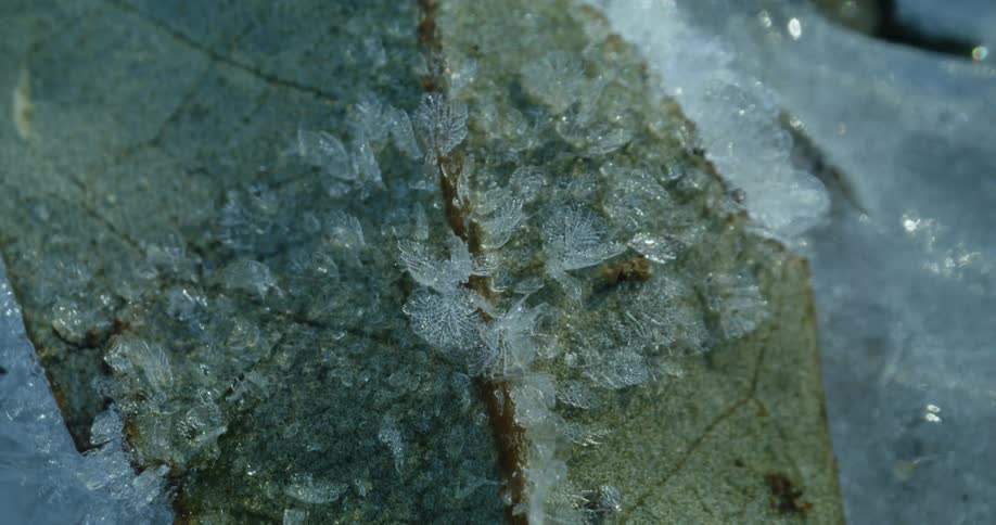 Ice crystals have formed on a dried leaf