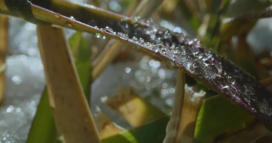 Ice melting on a leaf